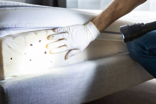 Best Termite Control Services  in Ohioville, PA