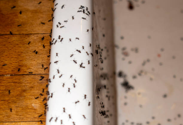 Best Wasp Removal Services  in Ohioville, PA